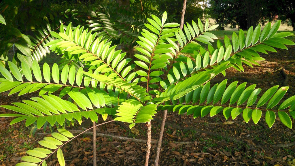 Tongkat Ali, Eurycoma longifolia, nebo Pasak Bumi
