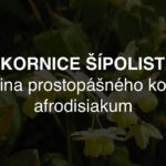 Škornice šípolistá - bylina prostopášného kozla, afrodisiakum z jihovýchodní Asie
