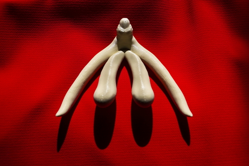 Klitoris 3D model