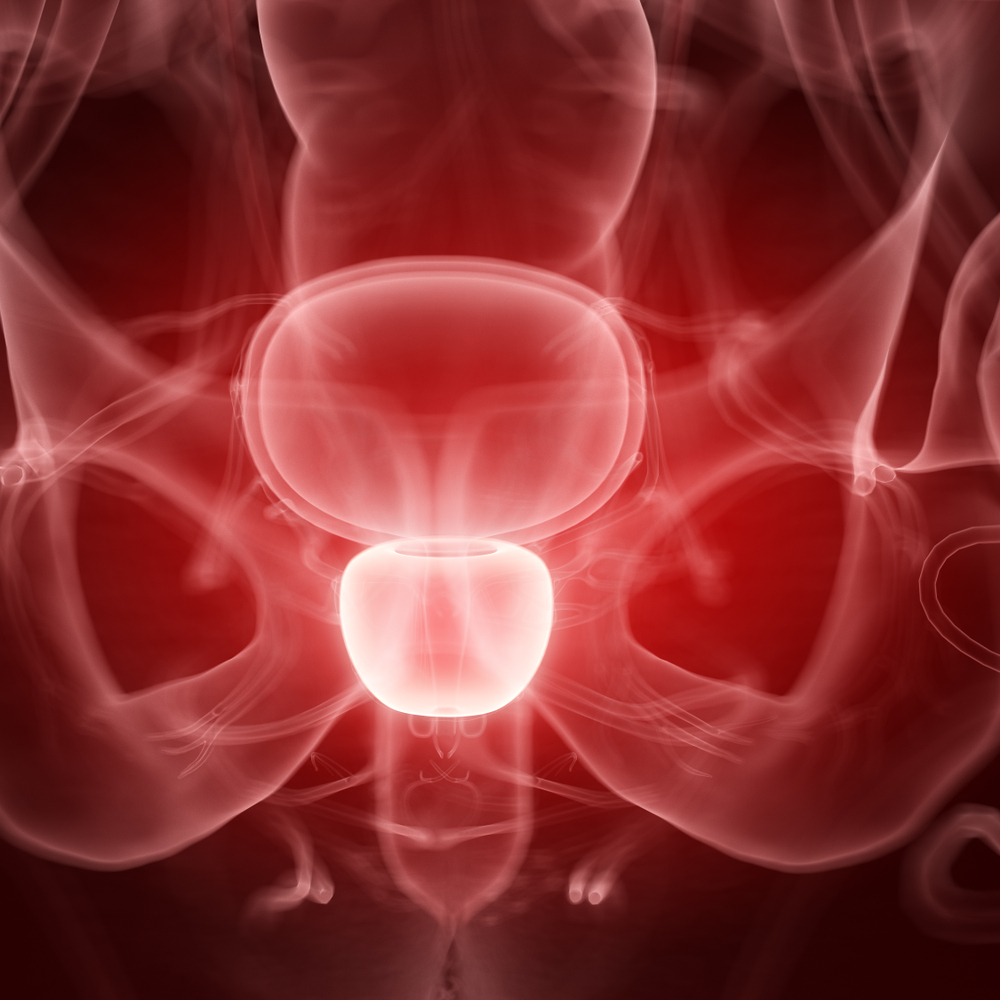3D ilustrace lidské prostaty